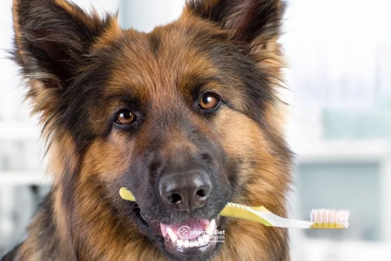Cómo cuidar los dientes de tu mascota: tips para una sonrisa saludable