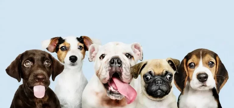 Cómo elegir el perro perfecto para tu estilo de vida