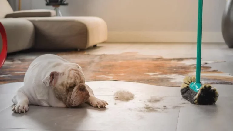 Cómo mantener tu hogar fresco y limpio en verano, incluso con mascotas