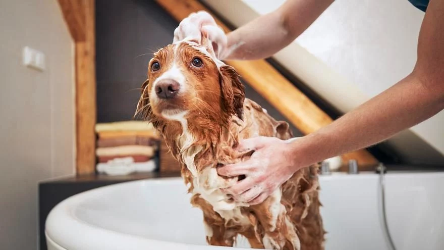 Cuida la higiene de tu mascota