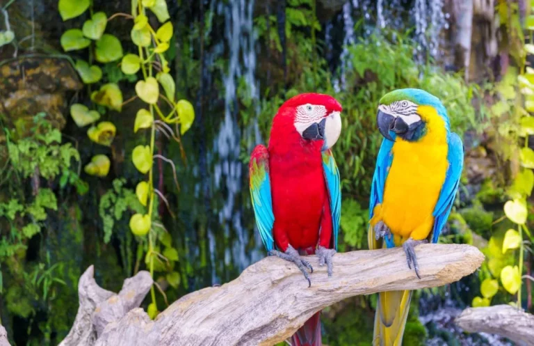 Más allá del loro: curiosos animales que imitan el habla humana