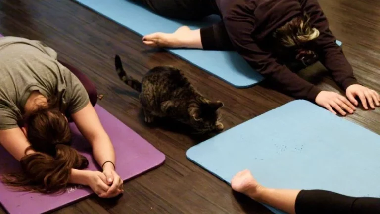 El nuevo yoga para gatos que está arrasando en Instagram