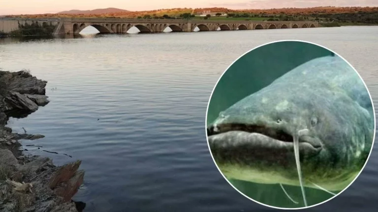 Encuentran un gigantesco pez capaz de devorar perros en un embalse de Salamanca