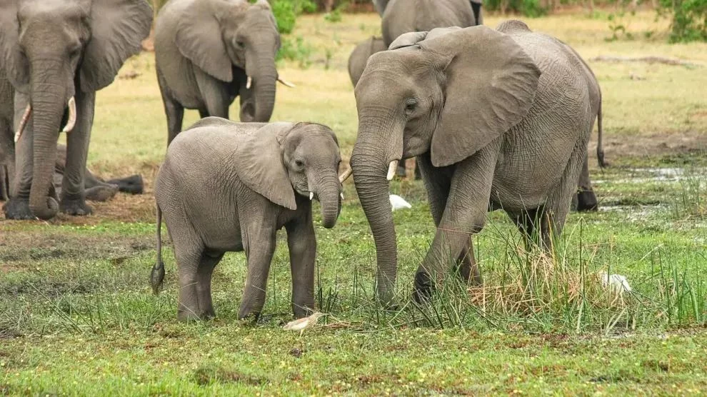Herramientas y estrategias en el mundo animal