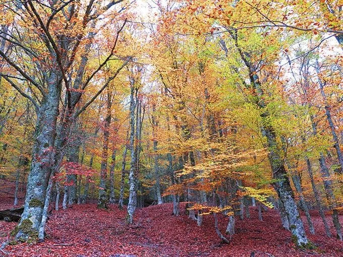 Los 7 mejores parques y reservas naturales de la Comunidad de Madrid