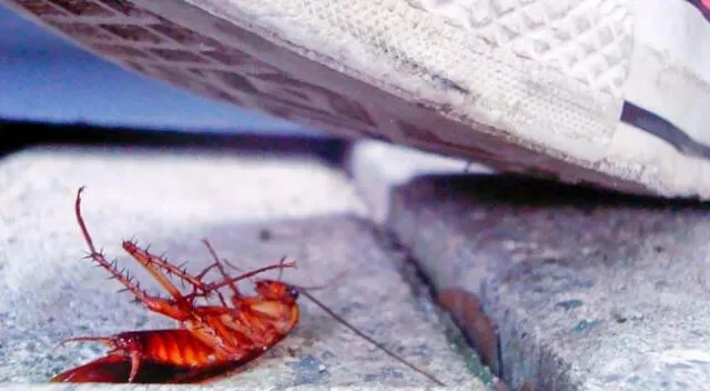 Los expertos advierten del gran peligro de pisar cucarachas