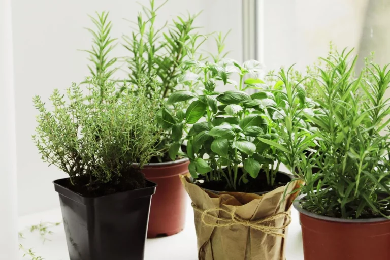 Con estas 4 plantas aromáticas para casa, tu rincón reconfortante huele a gloria