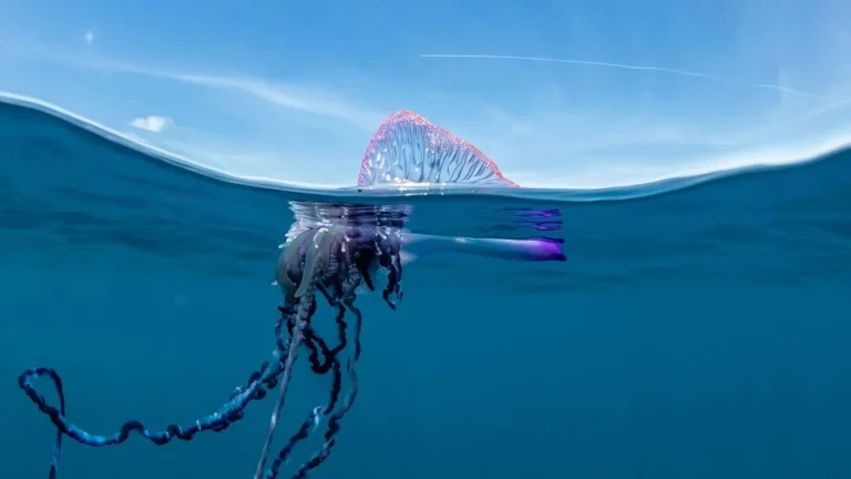 Qué hay que hacer si te pica la peligrosa medusa que está cerrando playas de España