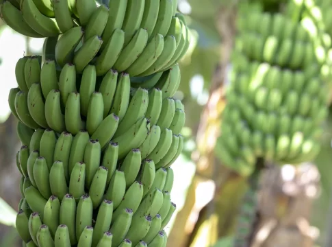 Qué pasa con el plátano de Canarias y por qué los agricultores lo desperdician Qué pasa con el plátano de Canarias y por qué los agricultores lo desperdician