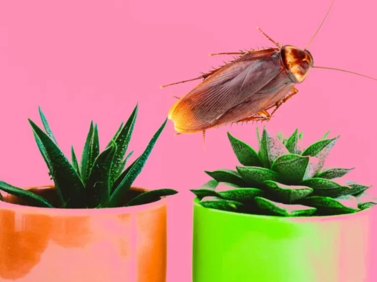 Si quieres evitar cucarachas en tu hogar, debes eliminar ya mismo estas plantas