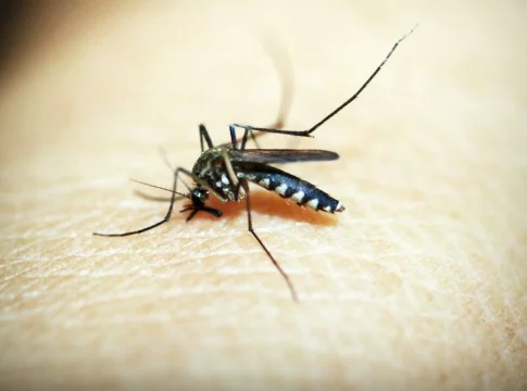 Nueva alerta por el virus del Oropouche: España, el país con más casos de esta enfermedad Nueva alerta por el virus del Oropouche: España, el país con más casos de esta enfermedad