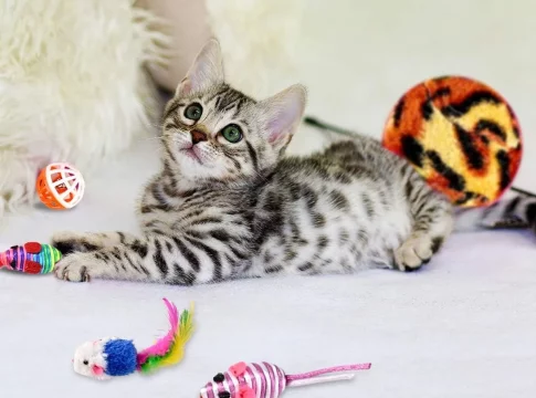 Amazon últimas novedades productos mascotas Amazon últimas novedades productos mascotas