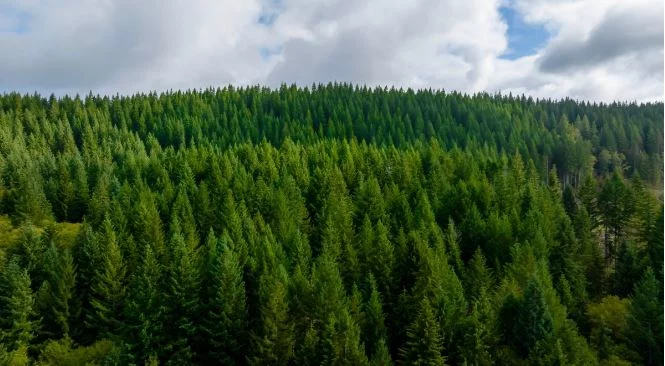 El fondo CIP defiende su macroproyecto eólico en Teruel de las críticas ambientales y administrativas