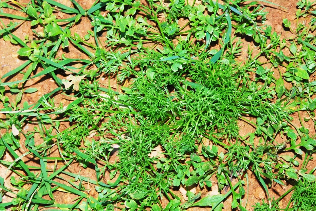 Más allá de las malas hierbas: la versatilidad sorprendente del quemador