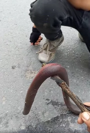 "Nunca había visto una así": Un granjero se encuentra una lombriz gigante en la carretera 2 Lombriz gigante