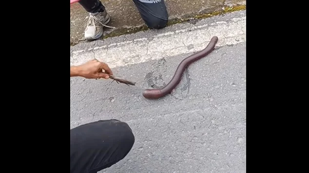 "Nunca había visto una así": Un granjero se encuentra una lombriz gigante en la carretera 3 lombriz gigante