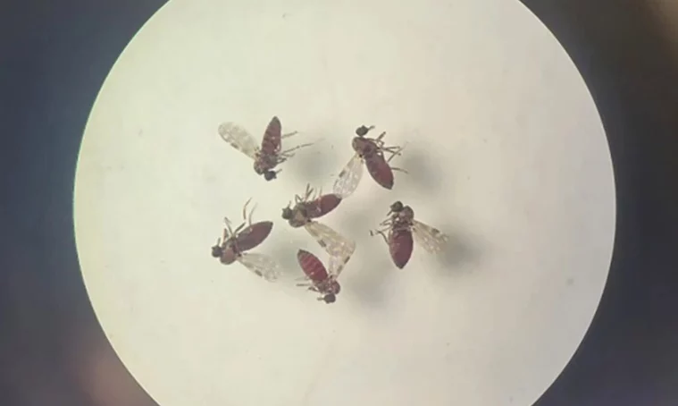 Nueva alerta de sanidad por el virus del Oropouche 1 virus del Oropouche