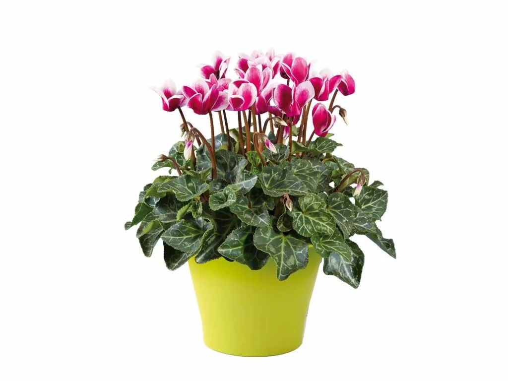 Ciclamen: Elegancia en interiores y exteriores