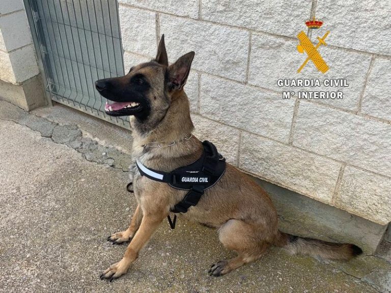 Prisiones potencian la vigilancia antidroga con nuevos grupos caninos en Alicante, Palencia y Tenerife