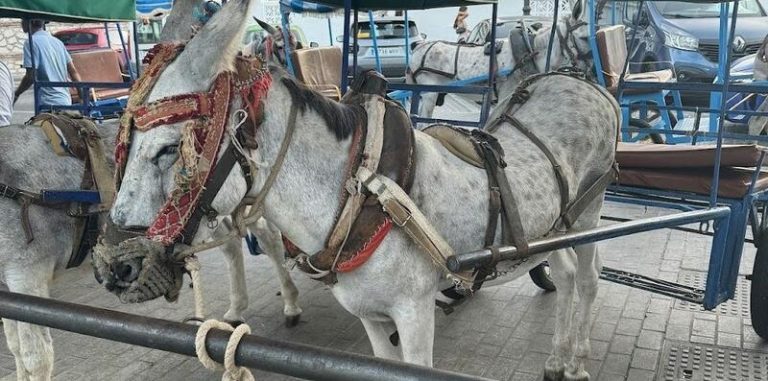 Pacma denuncia por 