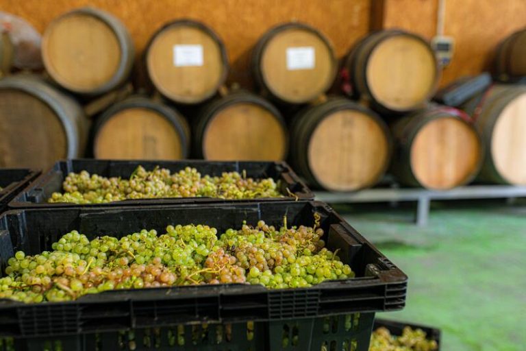 UPA alerta de una alarmante crisis en la industria del vino y acusa a las bodegas de incumplir la ley