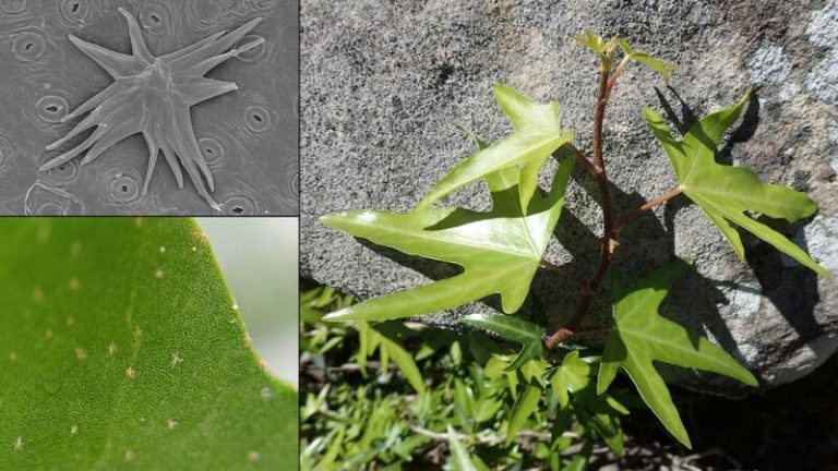 ¡La UAM revela graves problemas en el reconocimiento de las hiedras europeas! ¿Sabes en cuántos te has equivocado?