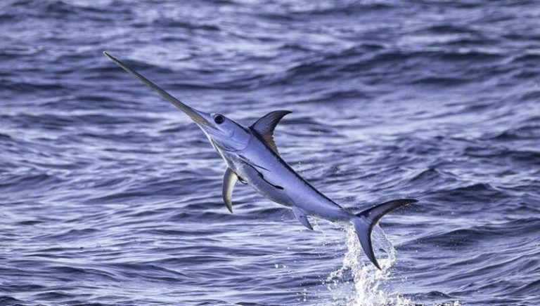 Destapan la presencia de microplásticos en los peces espada del Mediterráneo occidental