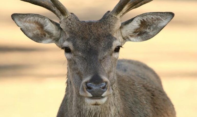 El Parque Nacional de Monfragüe contará con un dispositivo especial durante la berrea para evitar aglomeraciones