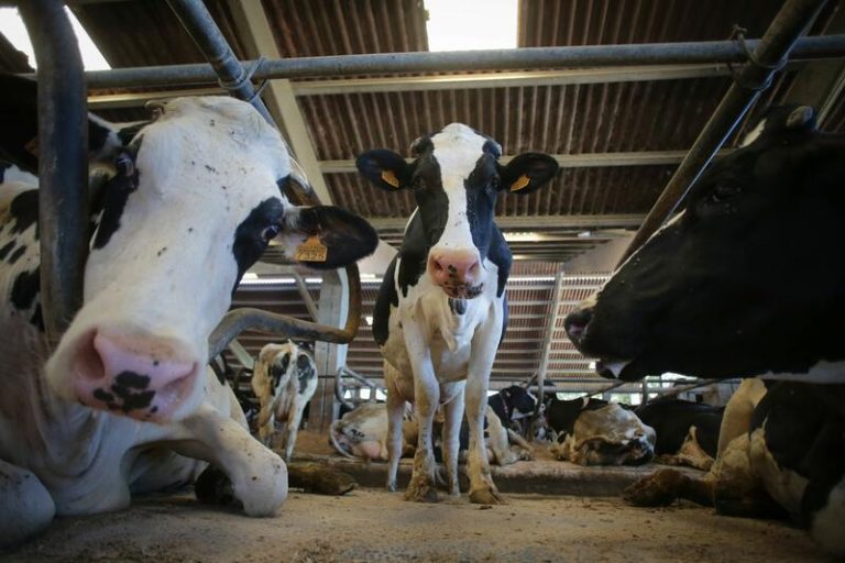 Facua le exige al Gobierno investigar los precios de la leche en los grandes súper tras subas del 19,4%