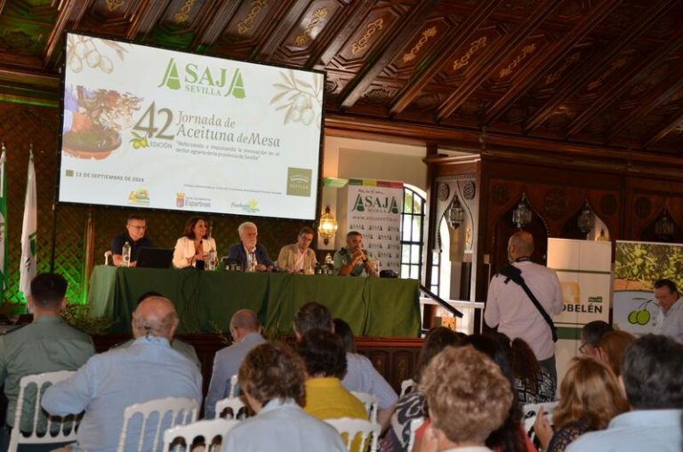 Auge en el precio de la aceituna de mesa: el sector olivarero señala la gran demanda como causa