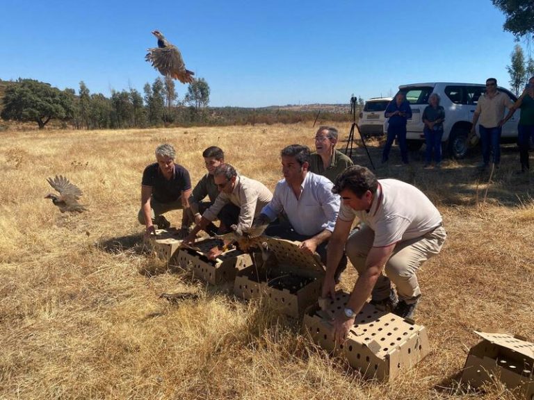 Andalucía da la bienvenida a 300 perdices para proteger al majestuoso águila imperial