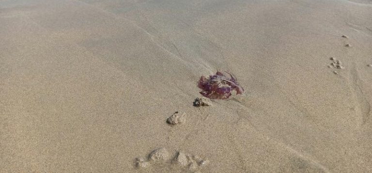Impulsan el uso de medusas como fuente sostenible en biomedicina