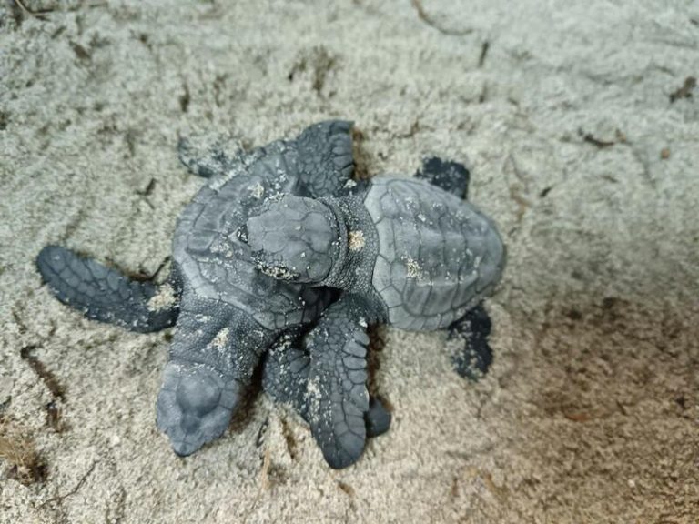 Medio Ambiente ultima el traslado de los 95 neonatos de tortuga boba nacidos en La Manga a los centros de cría