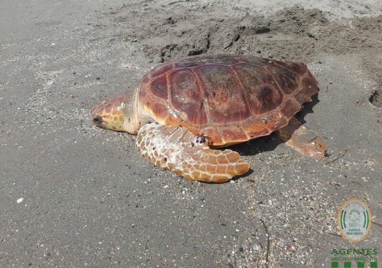 De vuelta a casa: la emocionante historia de la tortuga boba rescatada en la playa de El Zapillo