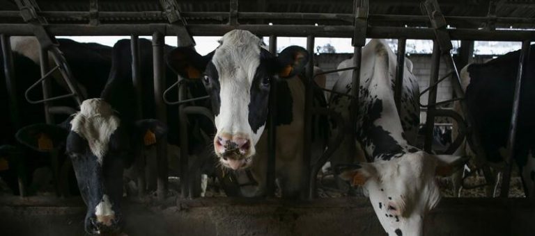 El Gobierno aprobará en breve el decreto de ayudas a los ganaderos por la EHE