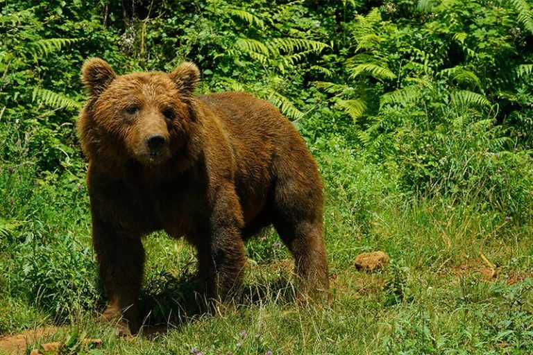 Cantabria y Bondalti se alían para proteger al oso pardo durante los próximos 4 años