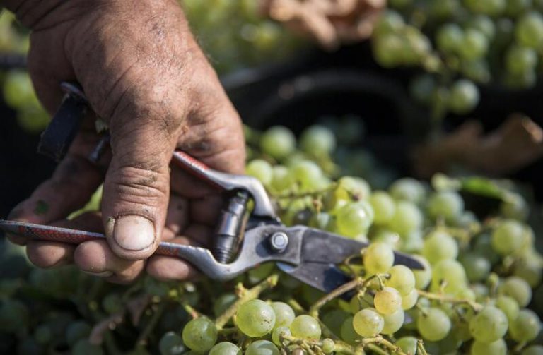 Termina la vendimia en el Marco de Jerez con niveles previos a 2019 y un 25% más de producción que en 2023