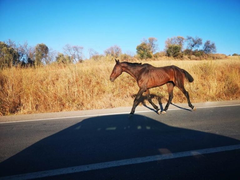 Avanza la investigación sobre el fatal percance con equinos en libertad en Huelva tras la comparecencia del encausado