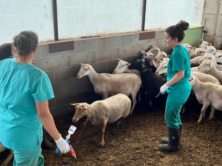 ¡Alarma en las granjas catalanas! 321 casos de lengua azul en el ganado