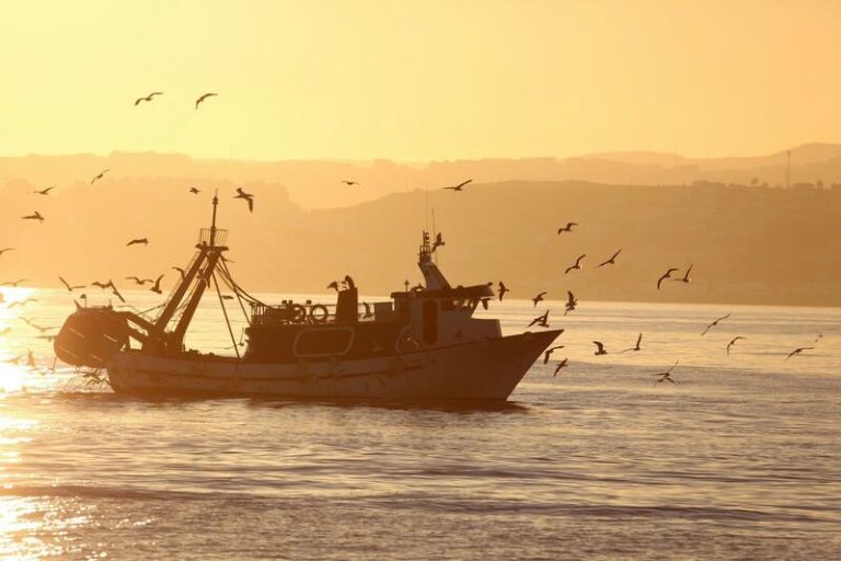 13 países dan su apoyo a la preocupación española por el recorte de la cuota de boquerón en el golfo de Cádiz