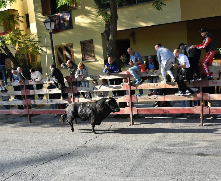 Tragedia en el encierro de Villaviciosa: el hombre enfrentado a los toros fallece tras ser herido