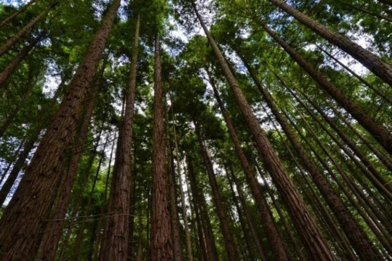 El Parlamento de Cantabria insta al Gobierno regional a controlar o restringir las visitas al Bosque de Secuoyas