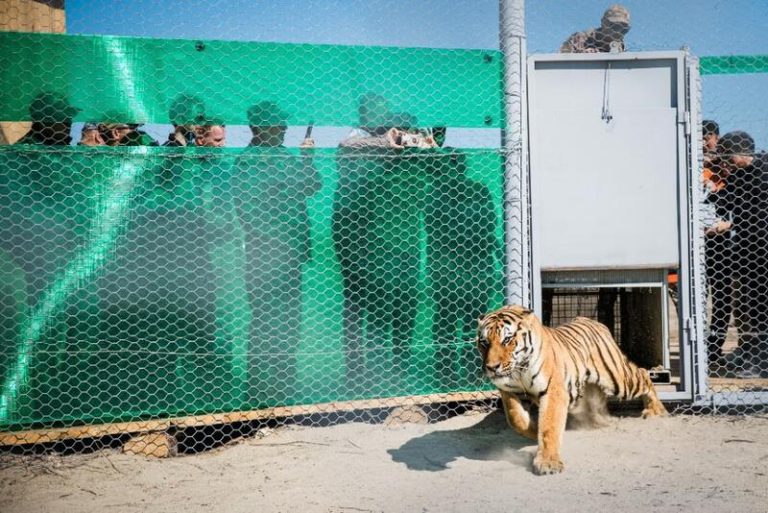 Los tigres regresan a Kazajistán tras 70 años extintos en la zona gracias a un programa en el que colabora WWF