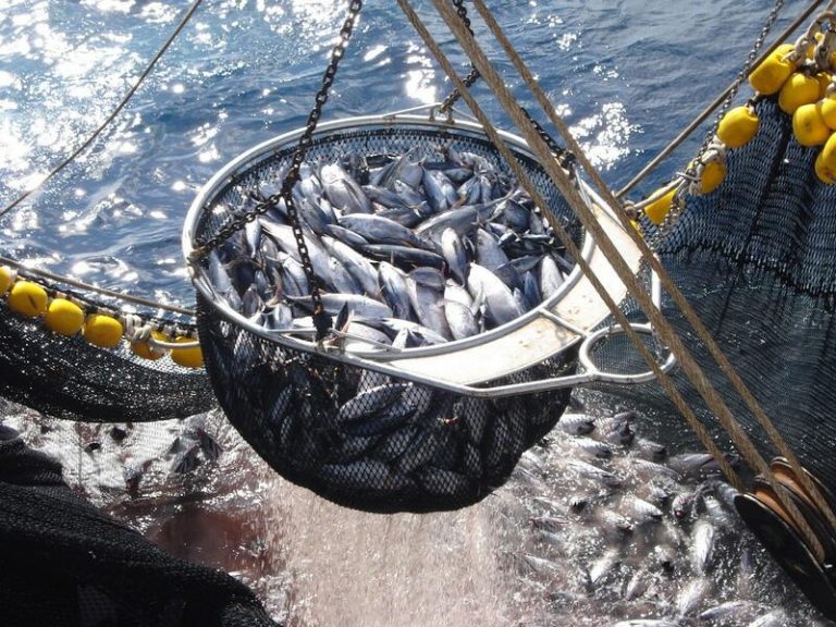 La flota pesquera española pide más implicación de las autoridades del Pacífico para frenar la pesca ilegal de atún de aleta amarilla