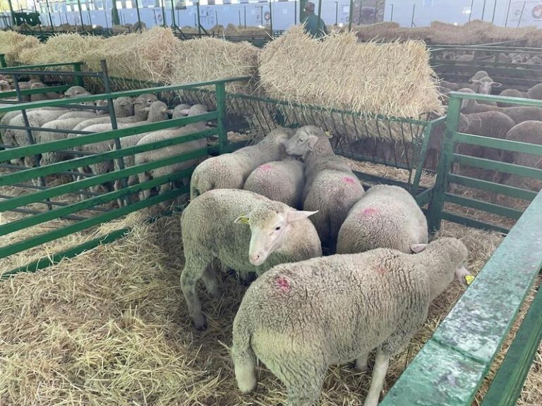 La Feria de Zafra no podrá contar con ganado vacuno, ovino ni caprino tras detectarse un foco de lengua azul