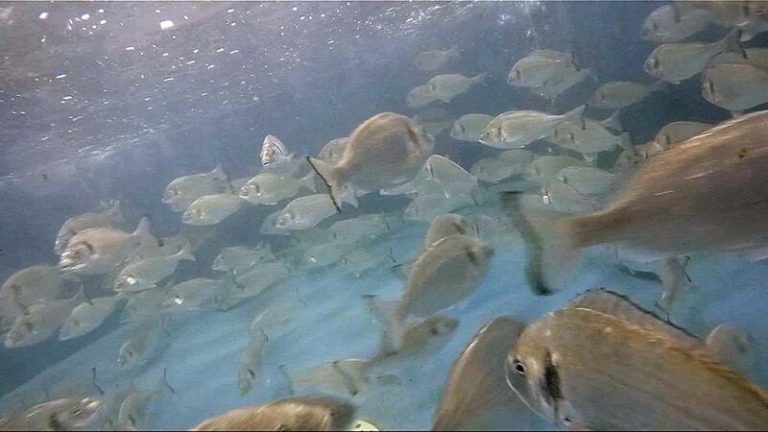 Nueve de cada diez personas en España quieren más protección para los peces de piscifactoría, según una encuesta