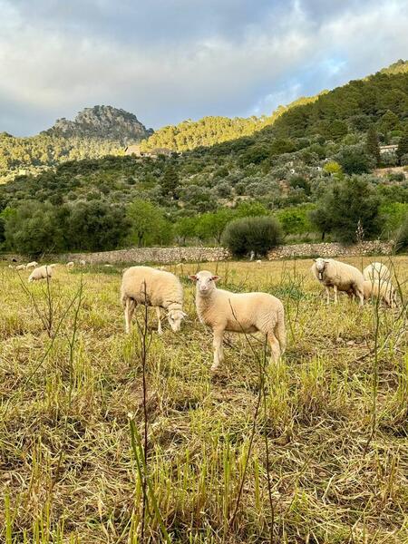 Revelan los 40 orígenes críticos de la lengua azul en las Islas Baleares
