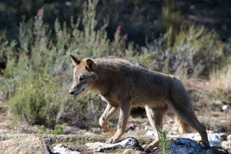 Activistas ecologistas denuncian los esfuerzos por debilitar la protección del lobo en la UE