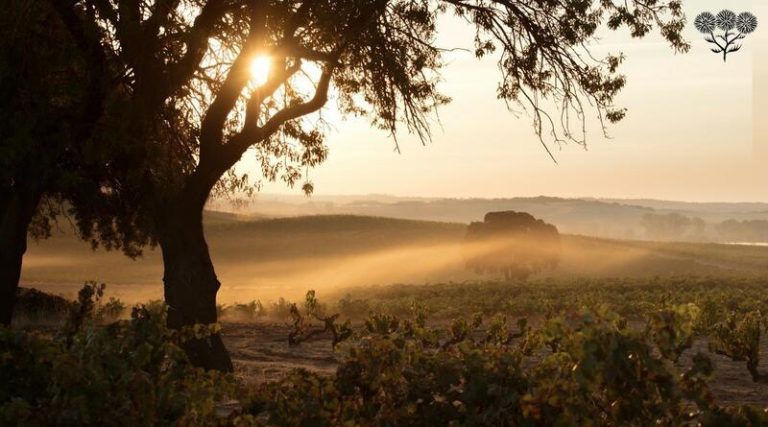 Bodegas La Horra lanza su primera añada de vinos certificada como ecológica