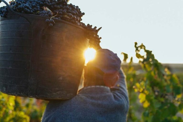 La vendimia se generaliza en la Denominación de Origen Calificada Rioja